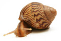 Cochlitoma varicosa F2 Gonubia, South Africa, juvenil, 2 cm